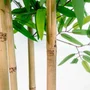 DKD Home Decor Árbol Bambú Asiático Verde Natural Negro 80 x 180 x 80 cm
