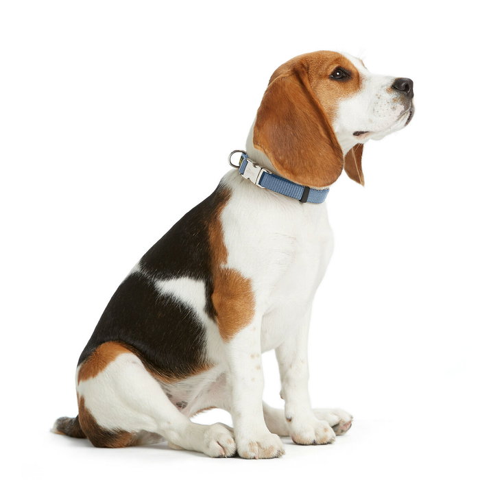 VARIO Collar para Perro Basic Alu-Strong L, Nylon Ajustable 40-55 cm, Azul