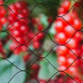 Nature Primo Natural Anti-Bird Net 10 x 10 m Negro