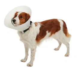 Kruuse Collar Isabelino Opaco 7,5 cm - 10 Unidades