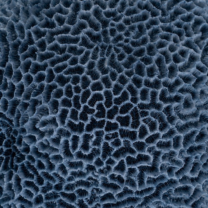 Figura Esponja Azul Resina Decoración 23 X 21 X 11 cm