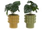 DKD Home Decor Planta Verde Mostaza 9 x 19 x 9 cm (6 Unidades)