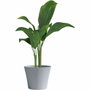 Garden Id Maceta Green Care Sense Piedra azul 50 x 41 cm