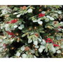 DKD Home Decor Árbol de Navidad LED PVC Eucalipto Verde 210cm