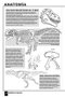 Aprende A Dibujar Dinosaurios