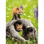 Ravensburger Puzzle Fotográfico 300 Piezas XXL - Animales Exóticos - Interior - Mixto