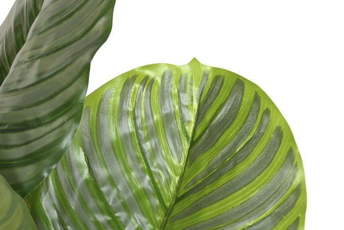 DKD Home Decor Planta Calatea Verde PE