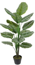 DKD Home Decor Planta Calatea Verde PE