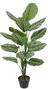 DKD Home Decor Planta Calatea Verde PE