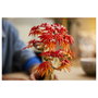 LEGO Botanicals Bonsái de Arce Rojo Japonés 10348
