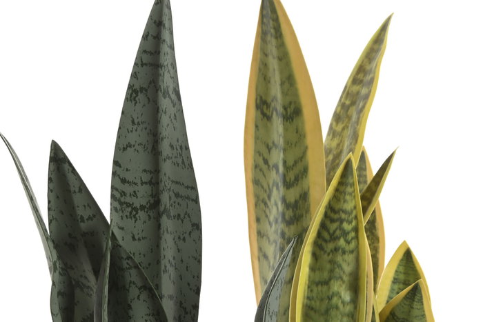 DKD Home Decor Planta Sansevieria Surtido de 2 Modelos en PE y Fibra