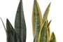 DKD Home Decor Planta Sansevieria Surtido de 2 Modelos en PE y Fibra