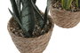 DKD Home Decor Planta Sansevieria Surtido de 2 Modelos en PE y Fibra