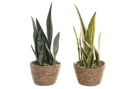 DKD Home Decor Planta Sansevieria Surtido de 2 Modelos en PE y Fibra