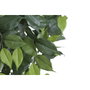 DKD Home Decor Árbol de Higuera de Bengala en Poliéster, 85x85x187 cm
