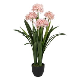 Ixia Planta Jacinto Verde-Rosa 100 cm