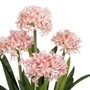 Ixia Planta Jacinto Verde-Rosa de 100 cm