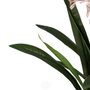Ixia Planta Jacinto Verde-Rosa de 100 cm