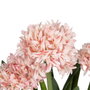 Ixia Planta Jacinto Verde-Rosa de 100 cm
