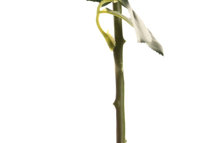 DKD Home Decor Flor Blanco 9 x 67 x 9 cm (12 Unidades) Tacto Real Seda