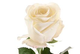 DKD Home Decor Flor Blanco 9 x 67 x 9 cm (12 Unidades) Tacto Real Seda