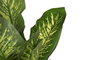 DKD Home Decor Planta Dieffenbachia Verde y Amarillo PE
