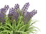 Ibergarden Jardinera Cemento Lavanda Surtidos 31x20x16 cm, Morado/Verde, Plastico/Cemento/Corcho (Set de 16)