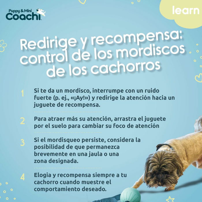Arnés para Perro Coachi