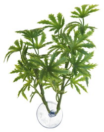 Nayeco Betta Plant Papaya
