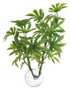 Nayeco Betta Plant Papaya