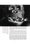 ¡Quita Tus Patas de Encima, Mono Asqueroso! Gorilas, Orangutanes y Chimpances En El Cine