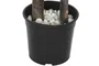 DKD Home Decor Árbol Ficus de 2 Copas con Maceta Negra