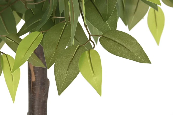 DKD Home Decor Árbol Ficus de 2 Copas con Maceta Negra