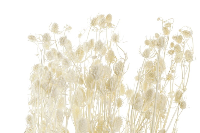 DKD Home Decor Ramo de Flores Secas Pristimera Crema 15x15x65 cm