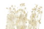 DKD Home Decor Ramo de Flores Secas Pristimera Crema 15x15x65 cm