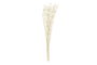 DKD Home Decor Ramo de Flores Secas Pristimera Crema 15x15x65 cm