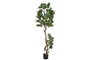DKD Home Decor Árbol de Parra Verde de Poliéster 58x58x180 cm