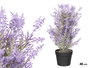 Ibergarden Planta de Lavanda en Maceta de Piedra Decorativa 48 cm - Dimensiones: 30x30x50 cm - Color Morado/Negro/Verde (Set de 6)