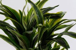 DKD Home Decor Planta Artificial Dracaena en Maceta, Verde y Negro, 59x126x57 cm, 2 Unidades