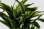 DKD Home Decor Planta Artificial Dracaena en Maceta, Verde y Negro, 59x126x57 cm, 2 Unidades