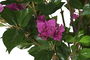 DKD Home Decor Árbol Fucsia Verde 80 x 190 x 80 cm (2 Unidades)