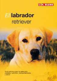 H.BLUME Labrador retriever