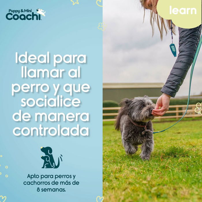 Correa de adiestramiento Coachi Puppy & Mini Verde 5 m