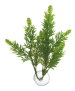 Nayeco Betta Plant Salvia Vet