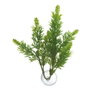 Nayeco Betta Plant Salvia, 325g