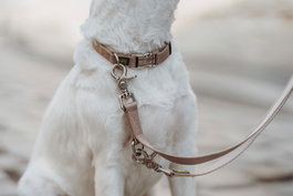 Hunter Collar Inari Alu-Strong L Beige para Perro Cuello 40-55 cm Ancho 20 mm