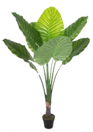 DKD Home Decor Planta Taro Verde 80x80x180 cm