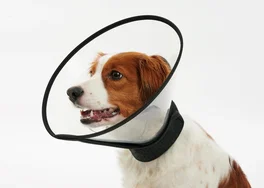 Kruuse Buster Complete Collar 7.5cm 5uds