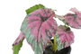 DKD Home Decor Planta PE Verde 10x10x22