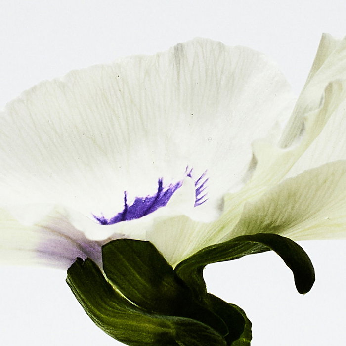 Loewe Aire Anthesis Eau de Parfum 100 ml